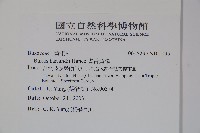 華南黃楊，雀舌黃楊，匙葉黃楊藏品圖，第2張