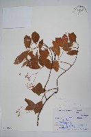 酸藤藏品圖，第1張