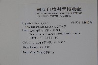無梗忍冬藏品圖，第2張
