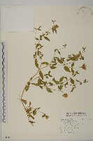 狗筋蔓藏品圖，第1張