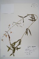 輪葉沙參藏品圖，第1張