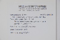 輪葉沙參藏品圖，第2張