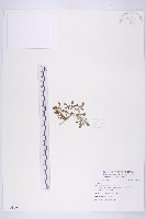 登錄號:S101109藏品圖，第1張