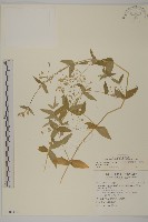 疏花繁縷藏品圖，第1張