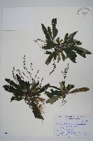 哈哼花藏品圖，第1張