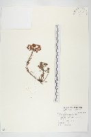 小葉赤楠藏品圖，第1張