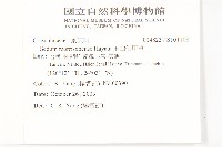 小葉赤楠藏品圖，第2張