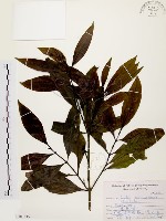 茜草樹藏品圖，第1張