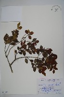 圓葉冬青藏品圖，第1張