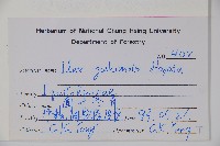 圓葉冬青藏品圖，第2張