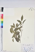 密花五月茶藏品圖，第1張