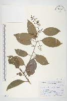 亨利氏伊立基藤藏品圖，第1張