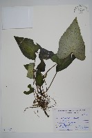 薄葉細辛、尾花細辛藏品圖，第1張