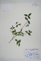 台灣念珠藤藏品圖，第1張