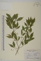 大丁黃藏品圖，第1張