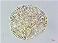 大丁黃藏品圖，第3張