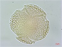 大丁黃藏品圖，第4張