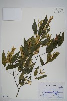 阿里山千金榆藏品圖，第1張