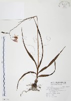 臺灣白及藏品圖，第1張