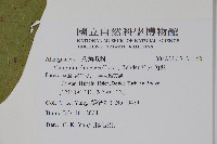 華八角楓藏品圖，第2張