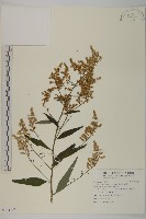 珍珠蒿、奇蒿藏品圖，第1張