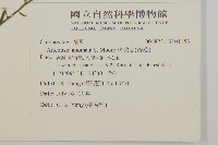 珍珠蒿、奇蒿藏品圖，第2張