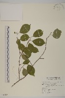 光果南蛇藤藏品圖，第1張