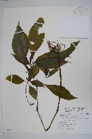 棣慕華鳳仙花藏品圖，第1張