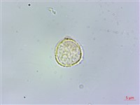絨莖樓梯草藏品圖，第1張