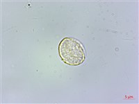 絨莖樓梯草藏品圖，第2張