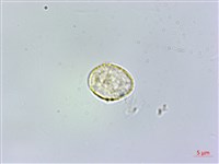 絨莖樓梯草藏品圖，第3張