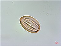 小連翹藏品圖，第2張