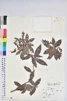 臺灣馬醉木藏品圖，第1張