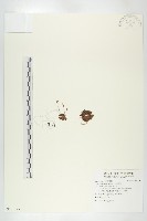 小毛氈苔藏品圖，第1張