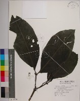 皮孫木藏品圖，第1張