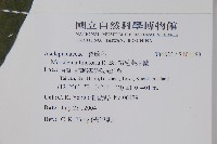 絨毛芙蓉蘭藏品圖，第2張