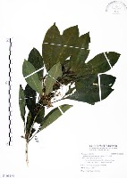 假三腳虌藏品圖，第1張