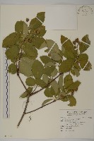 厚葉衛矛, 源一木藏品圖，第1張
