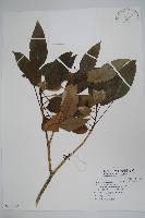 臺灣樹參藏品圖，第1張
