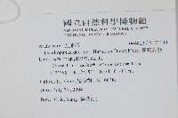 臺灣樹參藏品圖，第2張