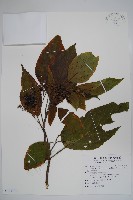 金平氏破布子藏品圖，第1張
