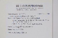 紫花鳳仙花藏品圖，第2張
