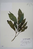 長穗馬藍藏品圖，第1張