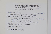 長穗馬藍藏品圖，第2張