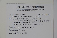 玉山糯米樹、狹葉糯米樹藏品圖，第2張