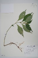 花蓮爵床藏品圖，第1張