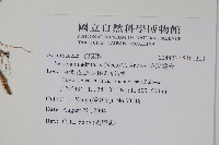 花蓮爵床藏品圖，第2張