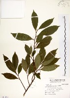 台灣楊桐藏品圖，第1張
