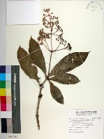 臺灣野牡丹藤藏品圖，第1張