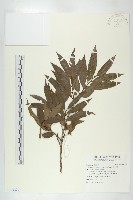 軟毛柿藏品圖，第1張